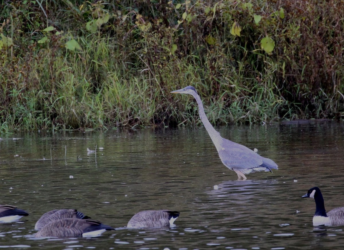 Great Blue Heron - ML117566031