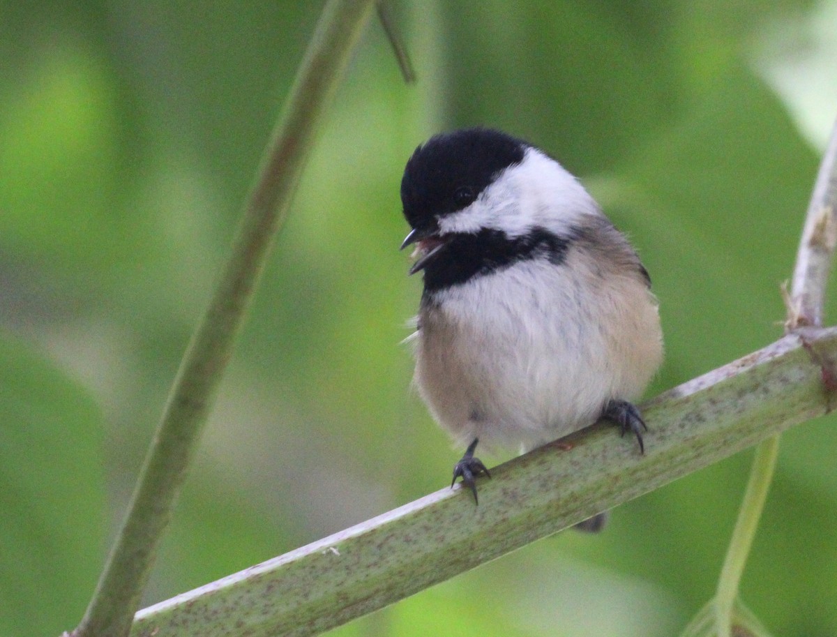 Mésange à tête noire - ML117566241