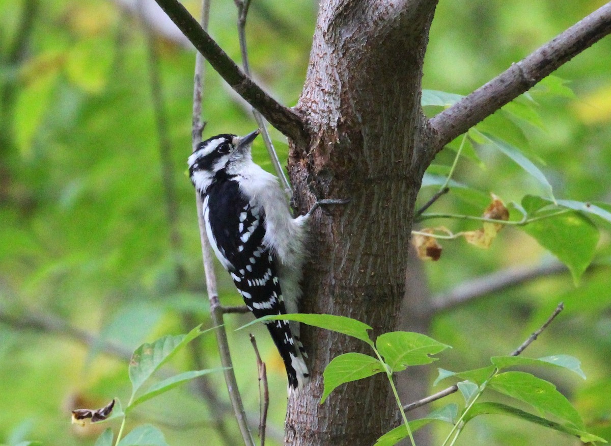 Downy Woodpecker - ML117566411