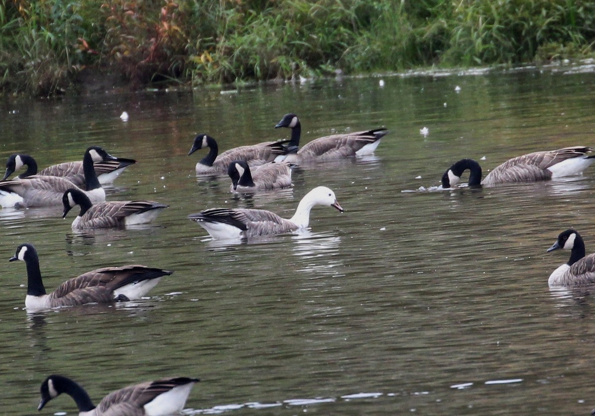 Snow x Canada Goose (hybrid) - ML117566981