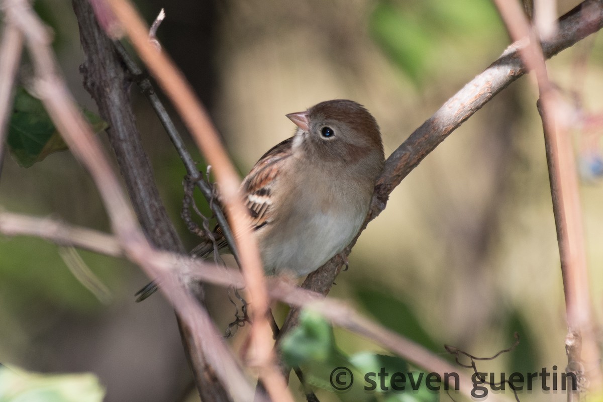 Field Sparrow - ML117567061