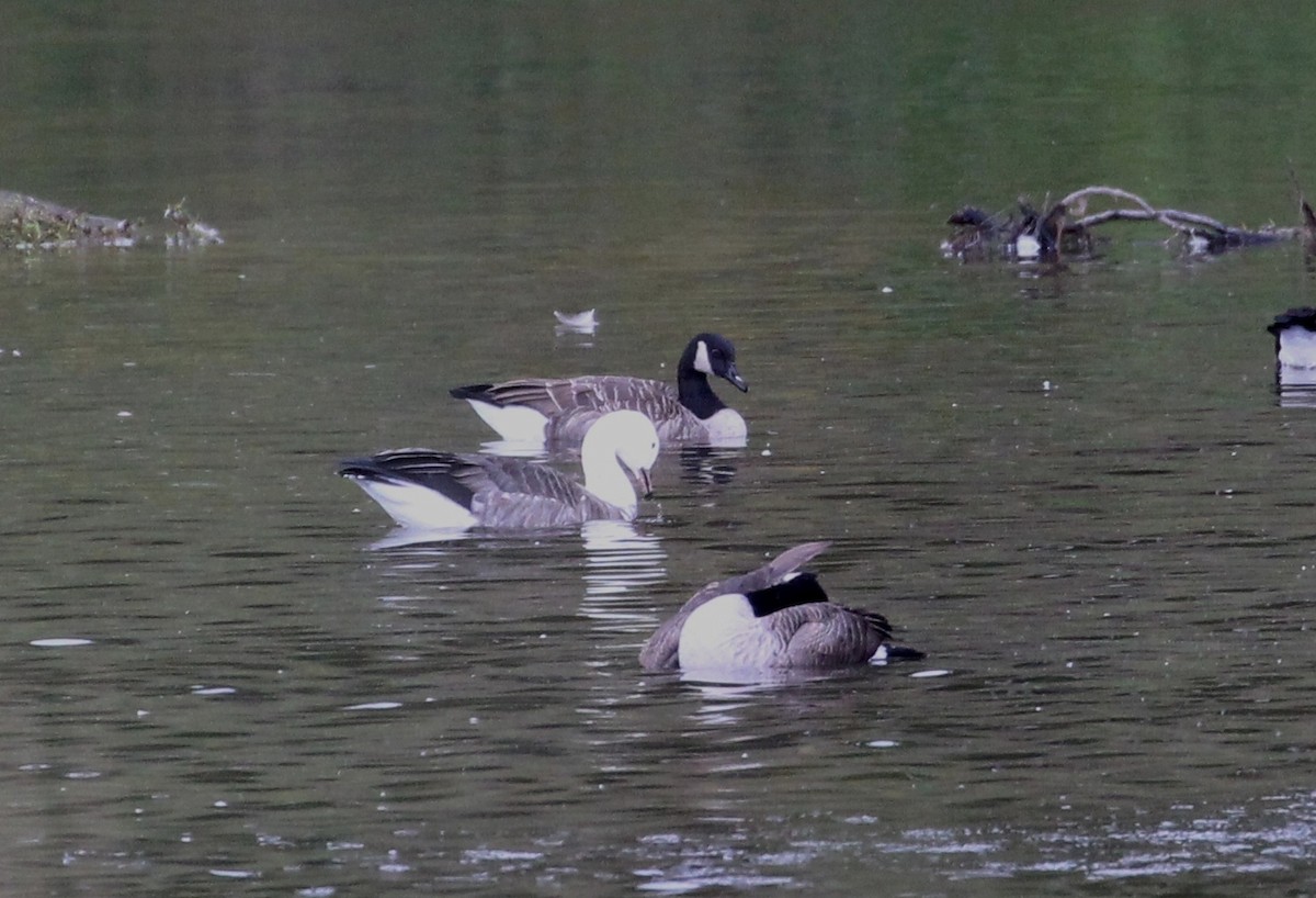 Snow x Canada Goose (hybrid) - ML117567081