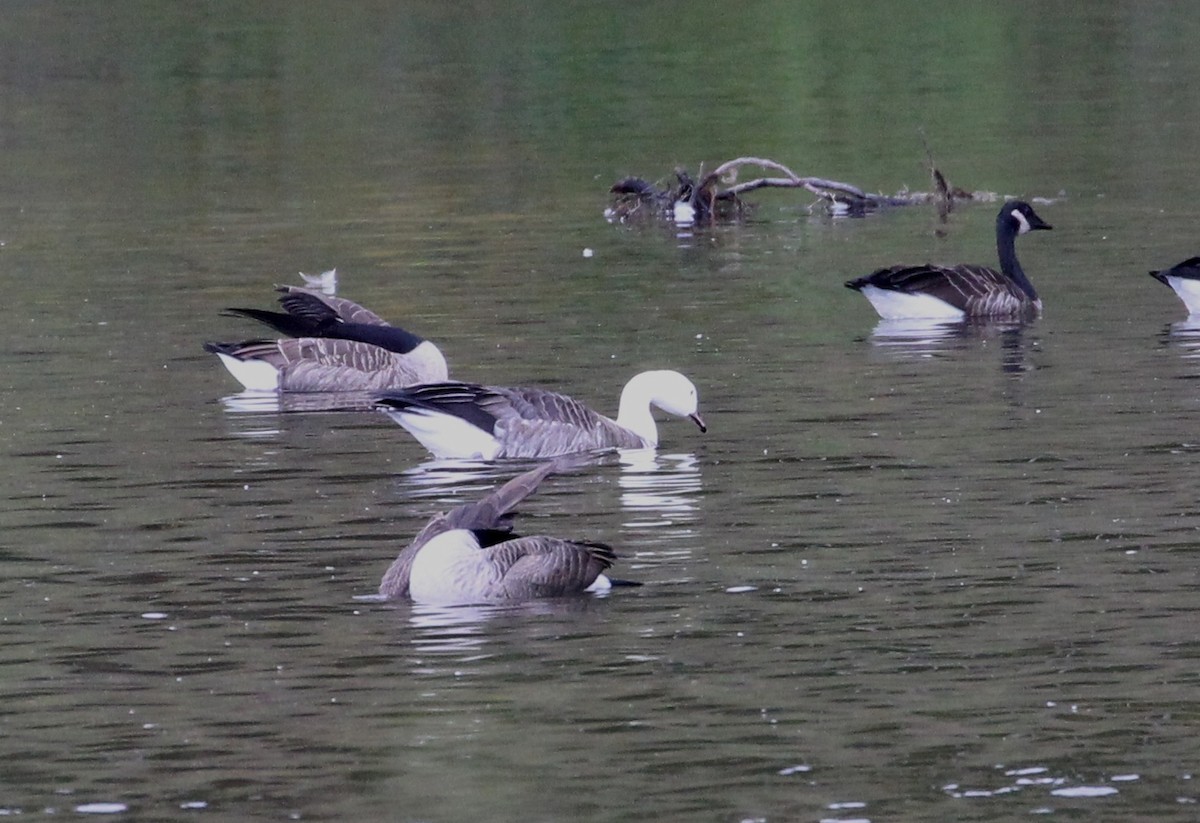 Snow x Canada Goose (hybrid) - ML117567121