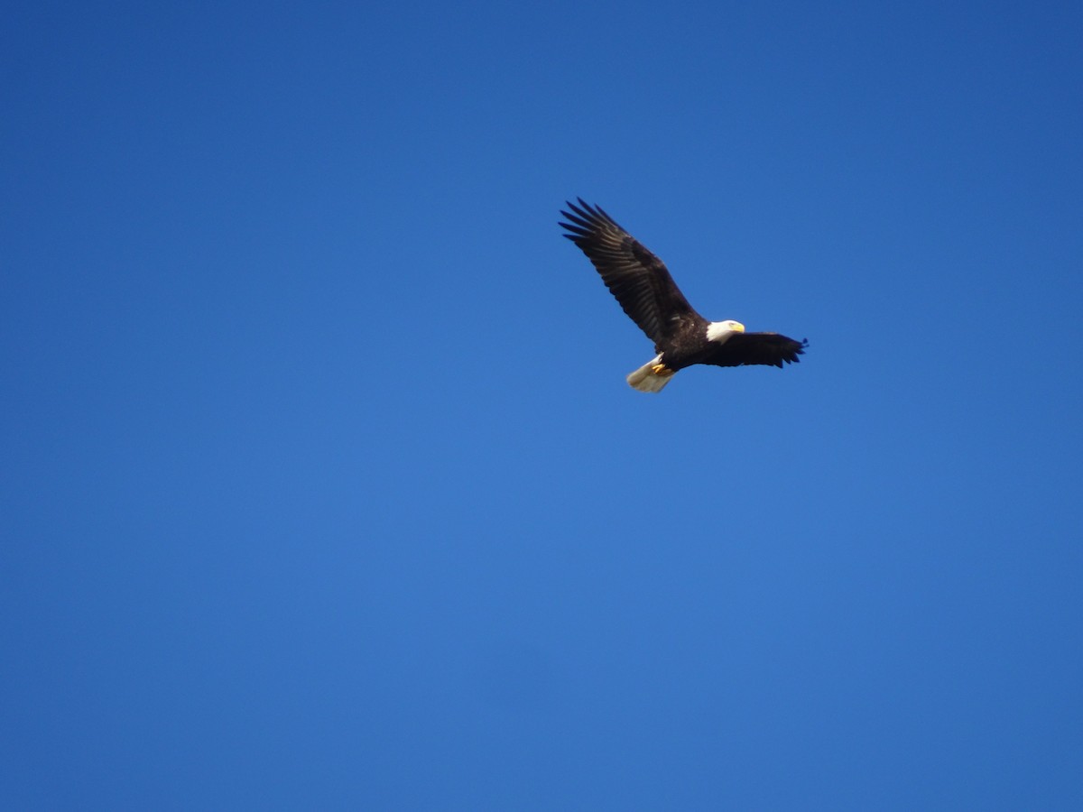 Bald Eagle - ML117567751