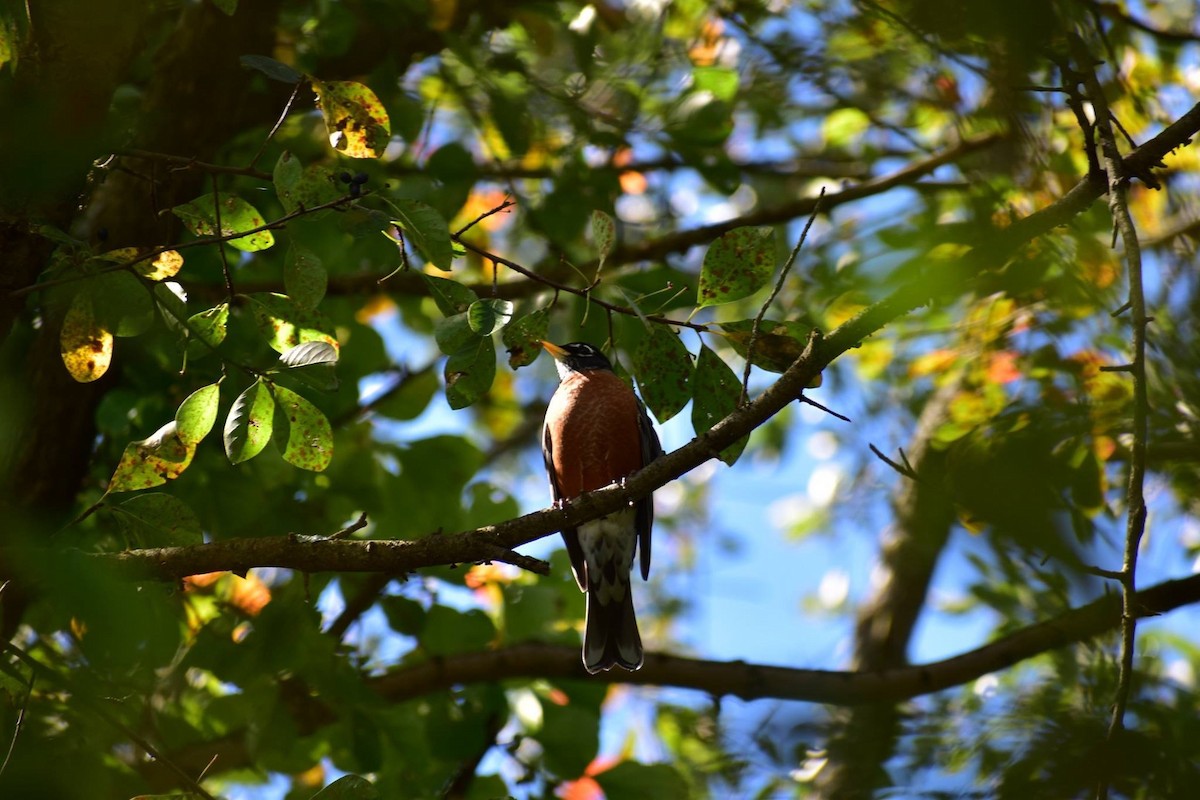 American Robin - ML117568961