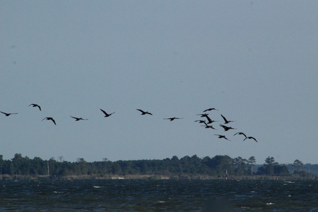 Double-crested Cormorant - ML117569141