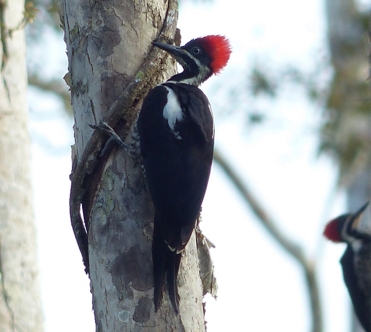 Lineated Woodpecker - Andy Frank