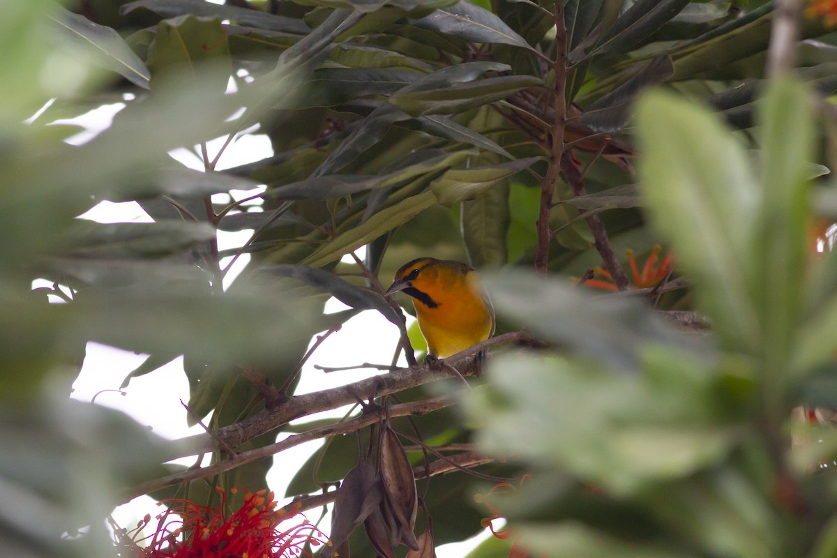 Bullock's Oriole - ML117569971