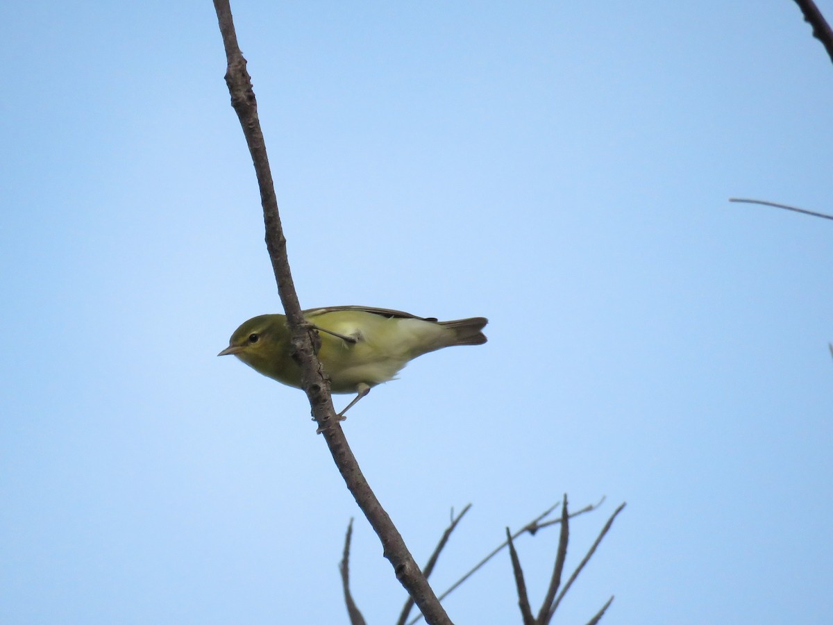 Tennessee Warbler - ML117570411