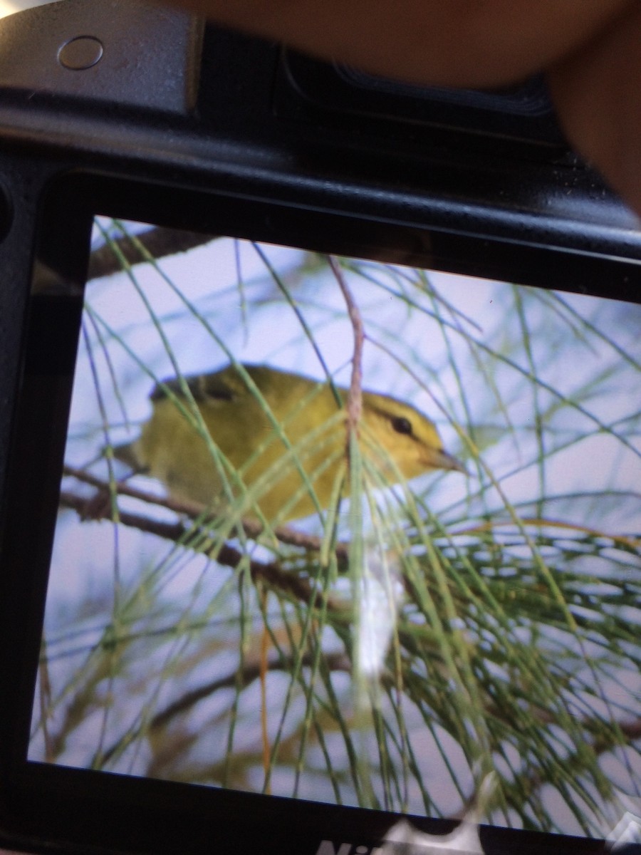 Tennessee Warbler - ML117570531