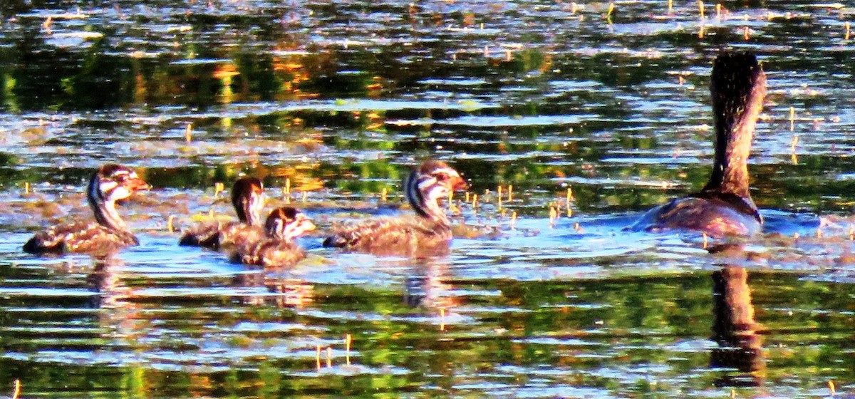 Pied-billed Grebe - ML117574511