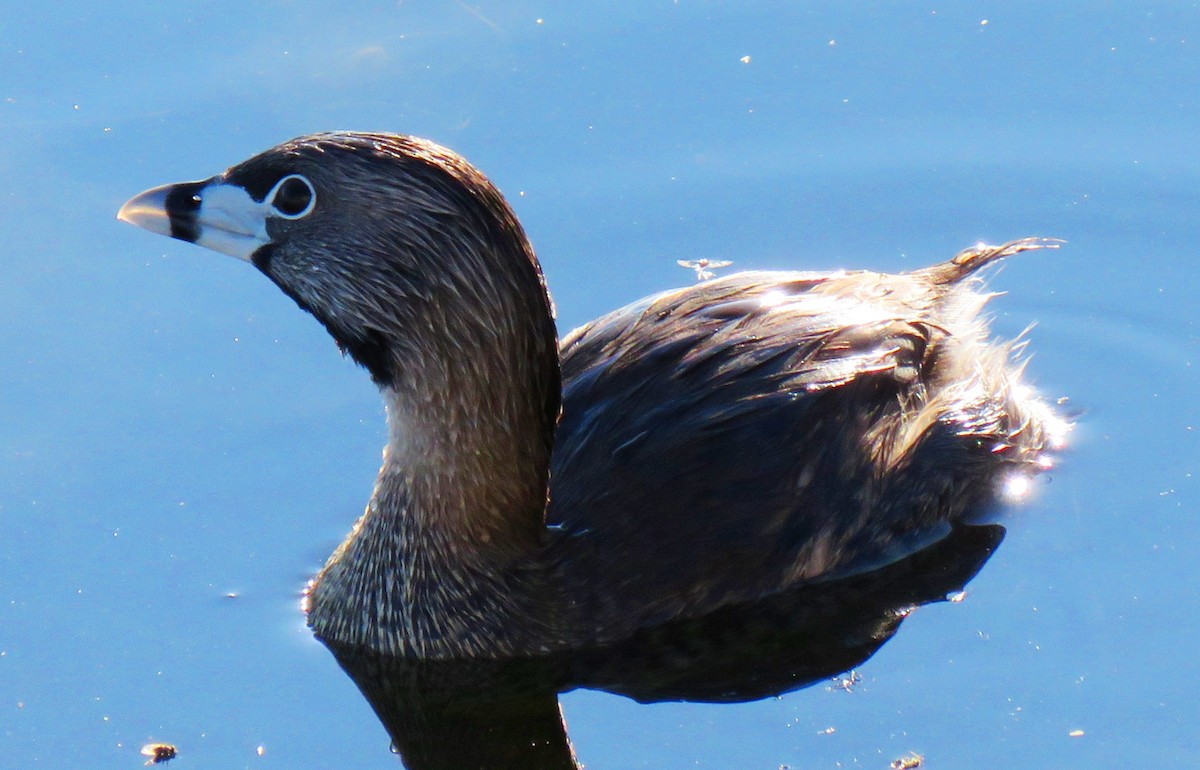 Pied-billed Grebe - ML117574521