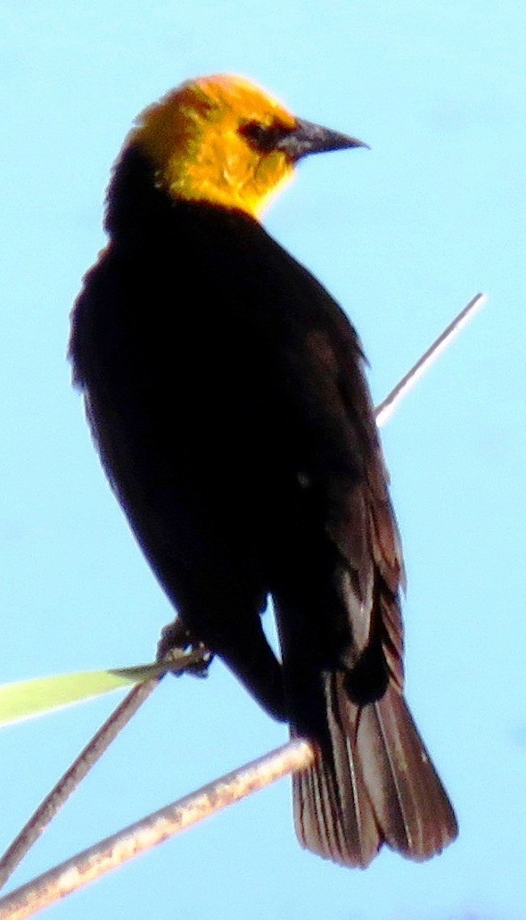 Yellow-headed Blackbird - ML117574601