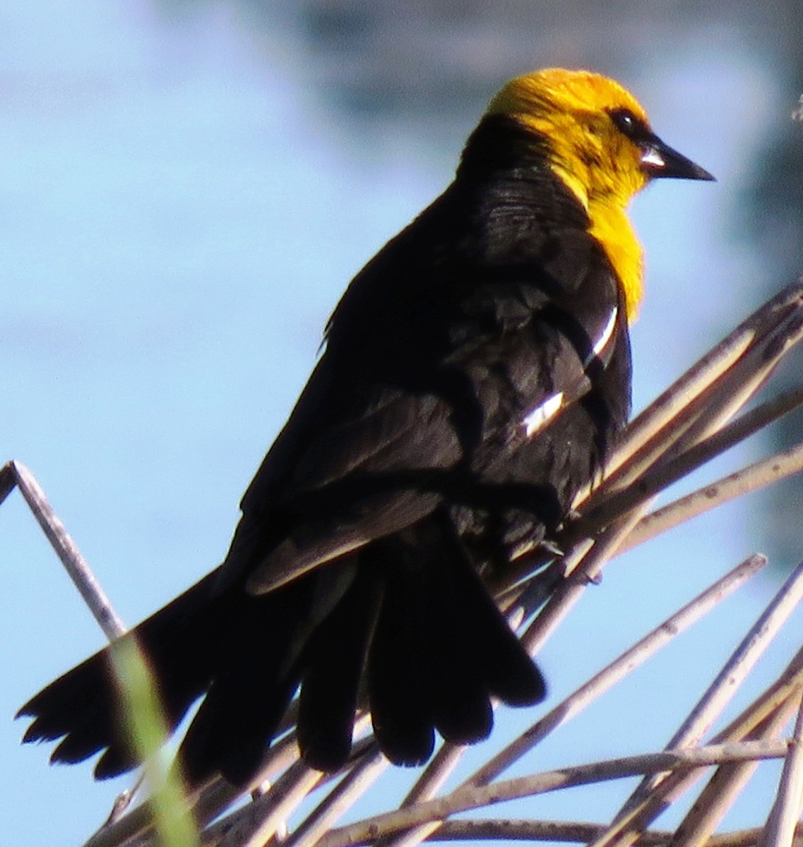 Yellow-headed Blackbird - Sandra Blair