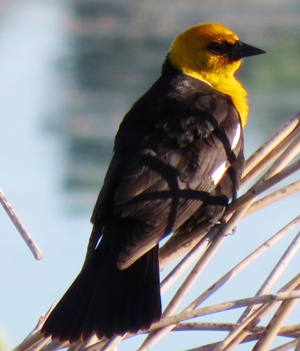 Yellow-headed Blackbird - ML117574671