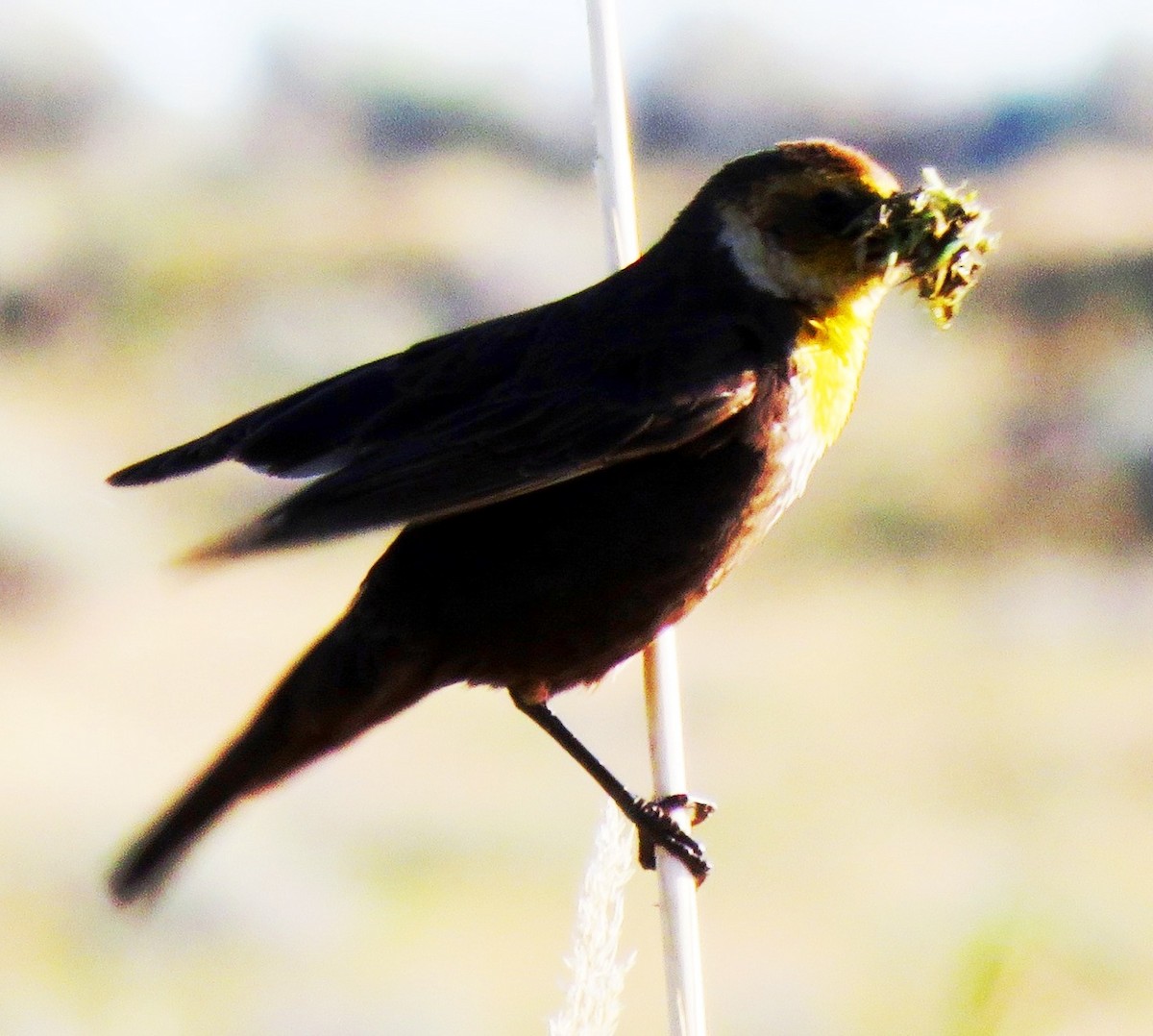 Yellow-headed Blackbird - ML117574691