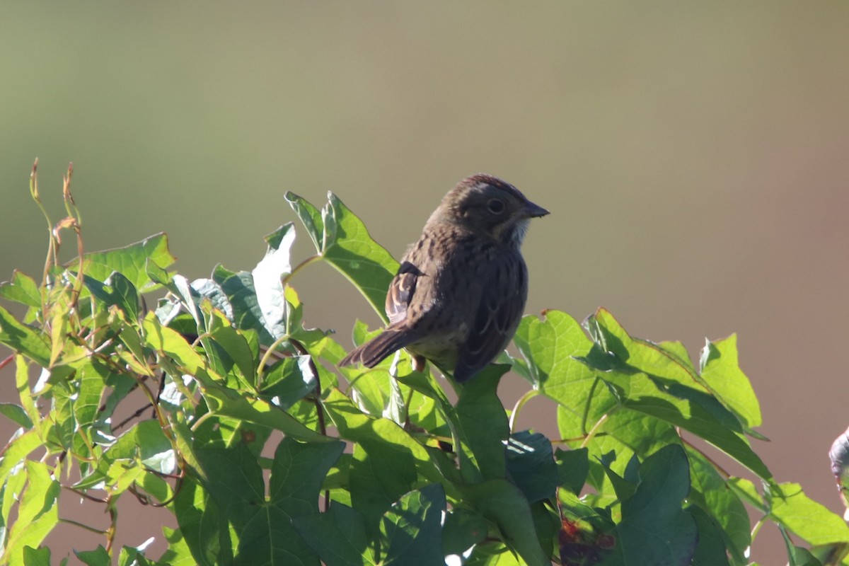 Lincoln's Sparrow - ML117576361