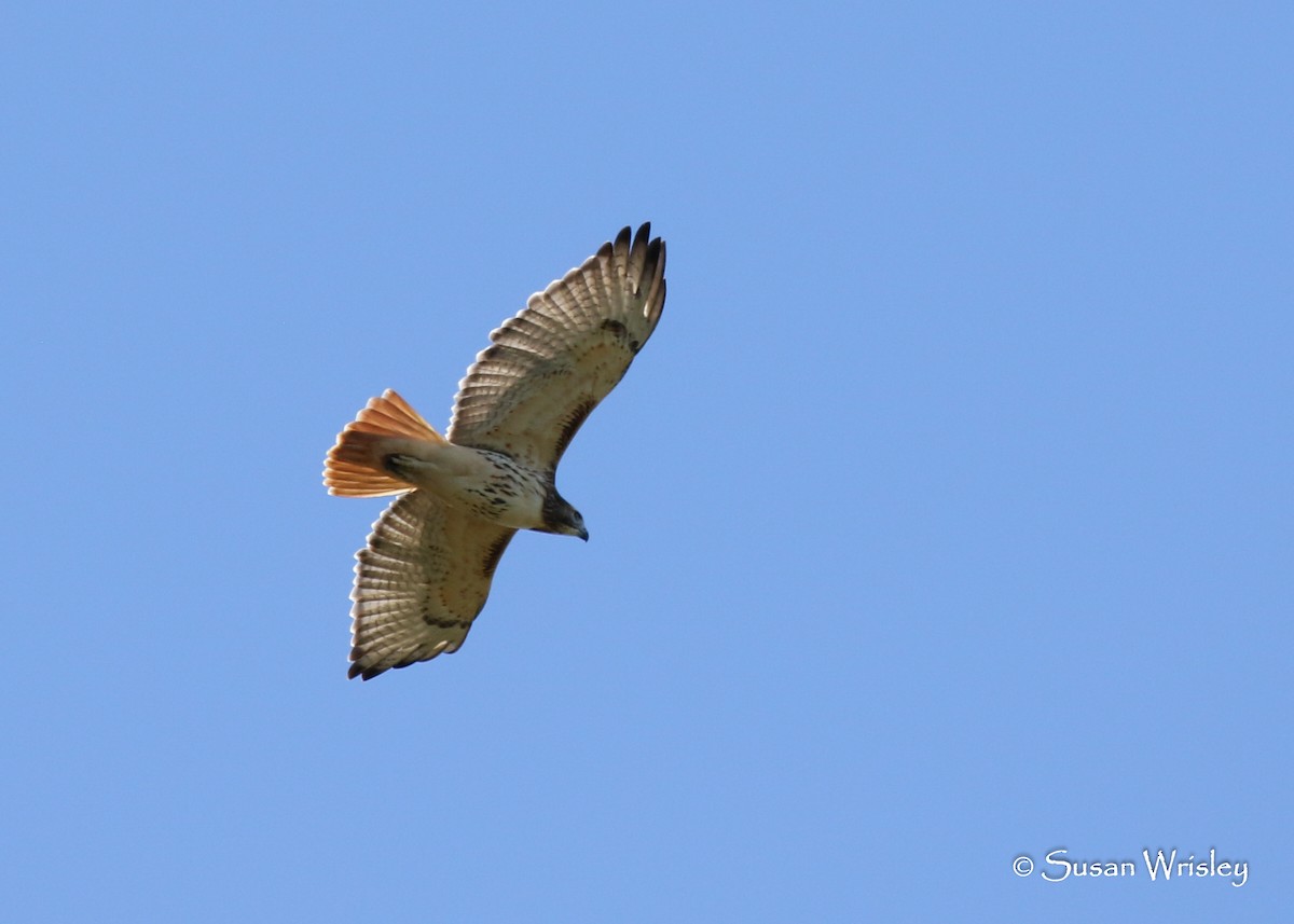 Red-tailed Hawk - ML117577131