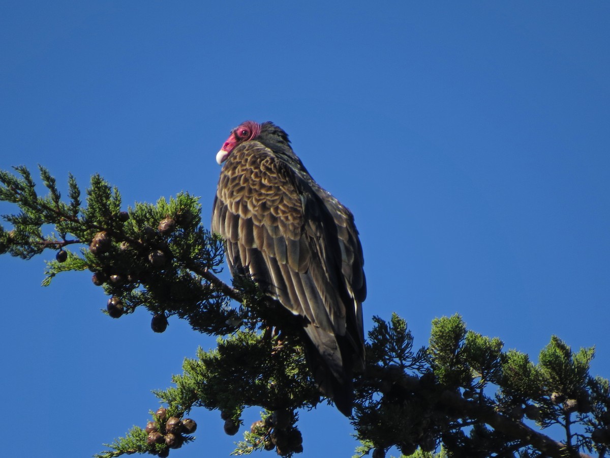 Turkey Vulture - ML117578441