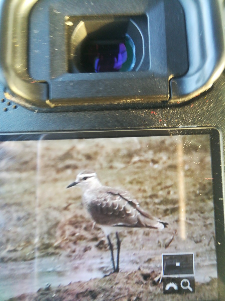 Sociable Lapwing - Sajan Raju