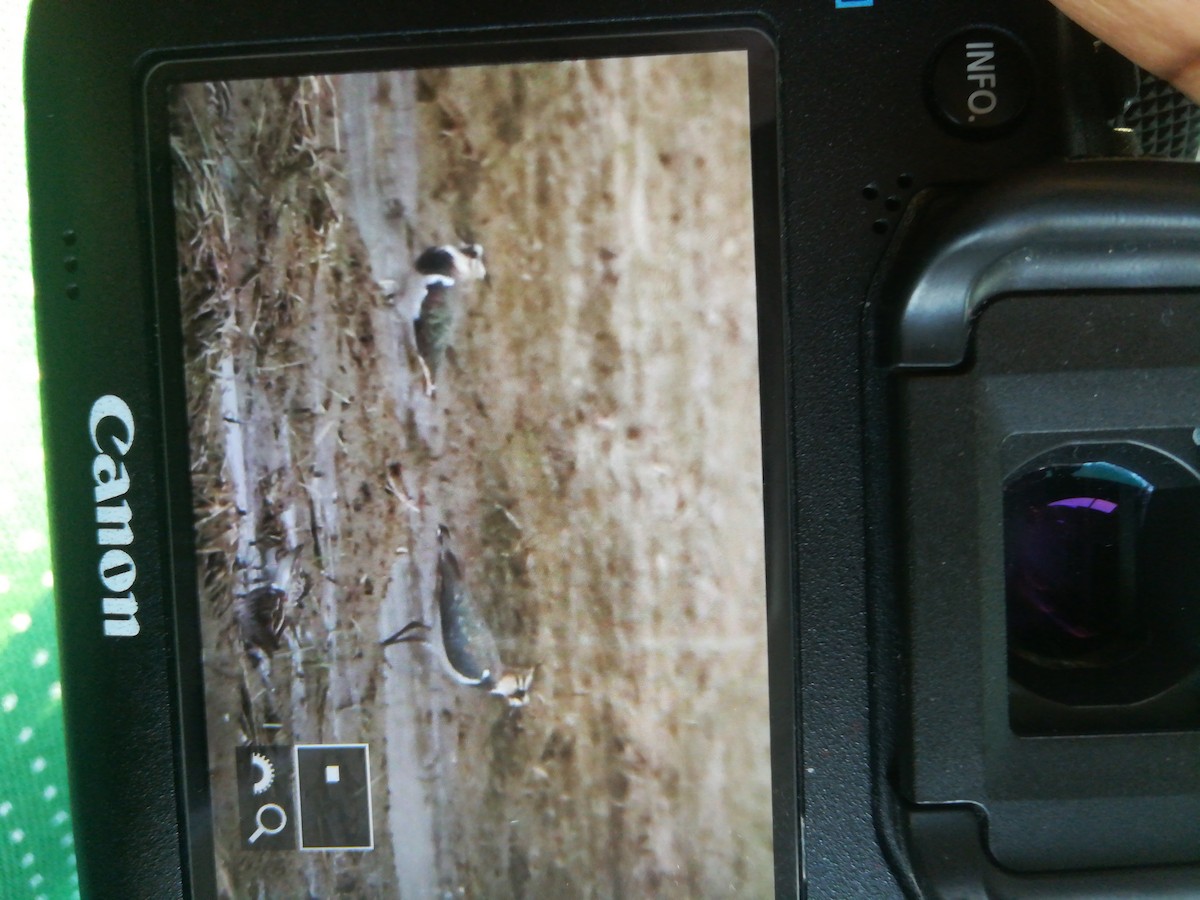 Northern Lapwing - ML117578641