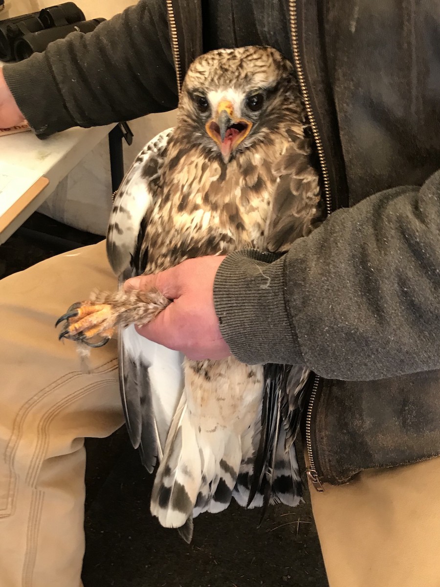 Rough-legged Hawk - ML117580141