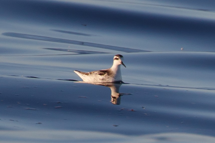 Red-necked Phalarope - ML117580431