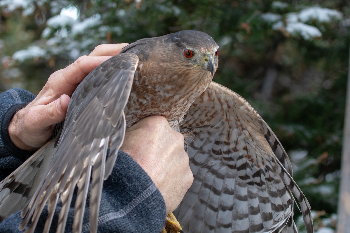 Cooper's Hawk - ML117580491