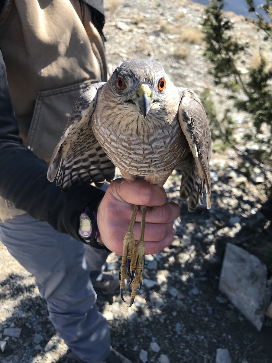 Sharp-shinned Hawk - ML117580541