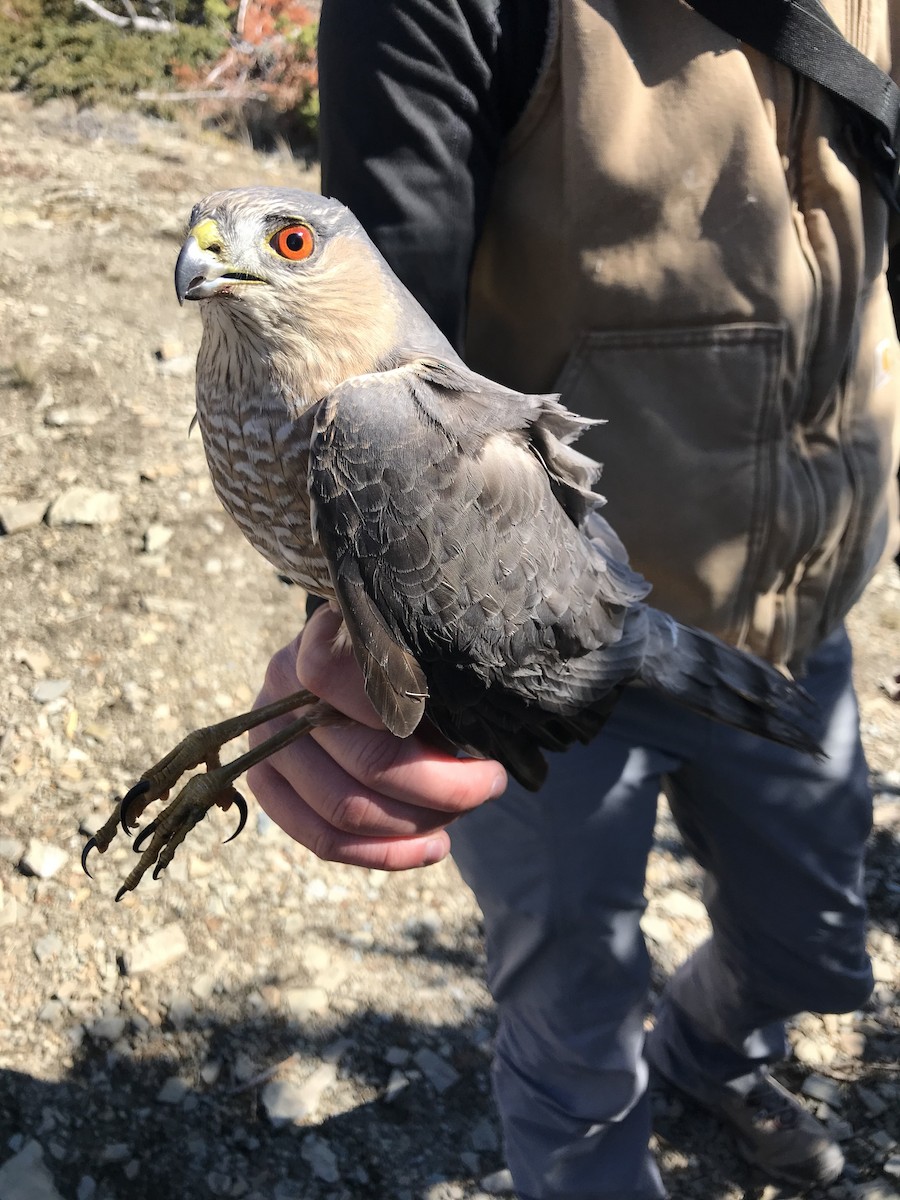 Sharp-shinned Hawk - Steve McInnis