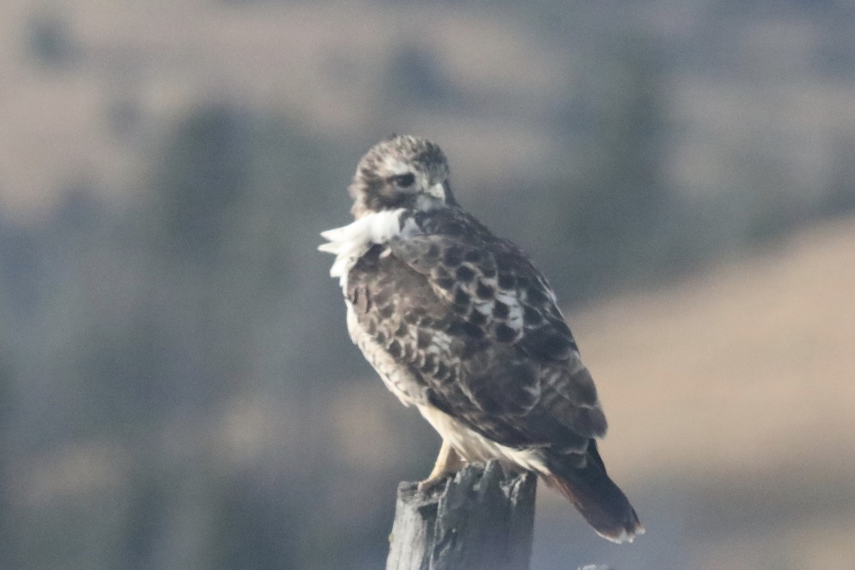 Red-tailed Hawk - ML117580661