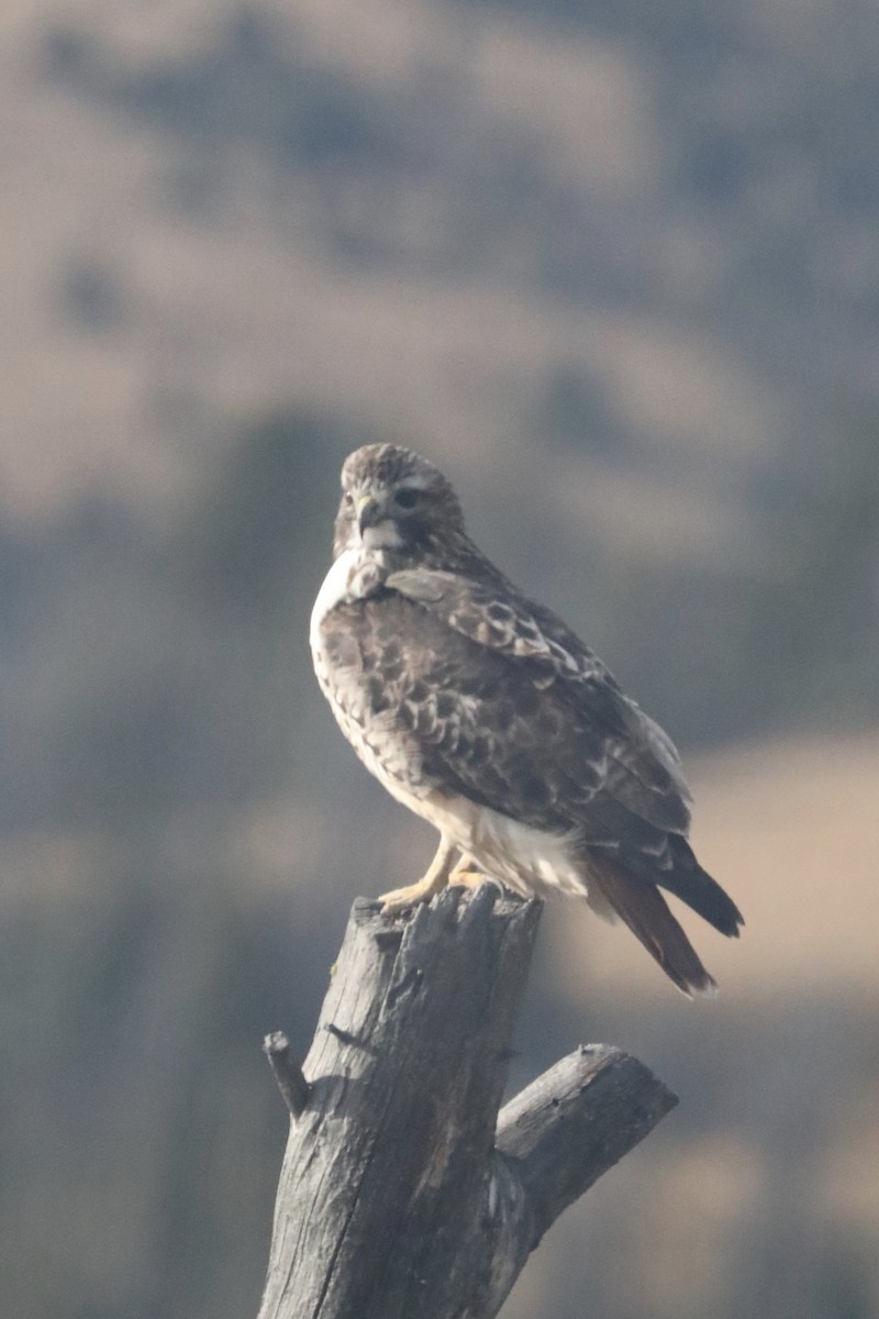 Red-tailed Hawk - ML117580671