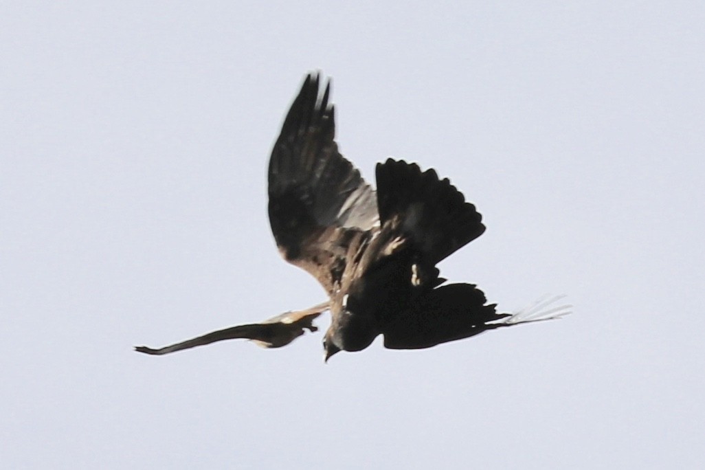 Red-tailed Hawk - ML117580691