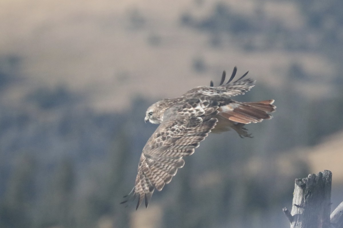 Red-tailed Hawk - ML117580701