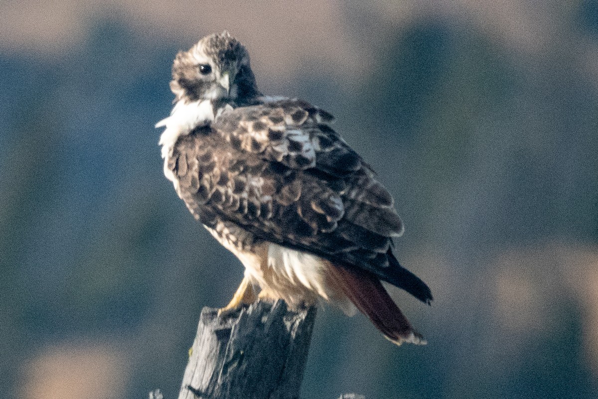 Red-tailed Hawk - ML117580981