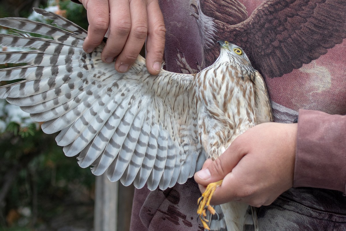 Sharp-shinned Hawk - ML117581011