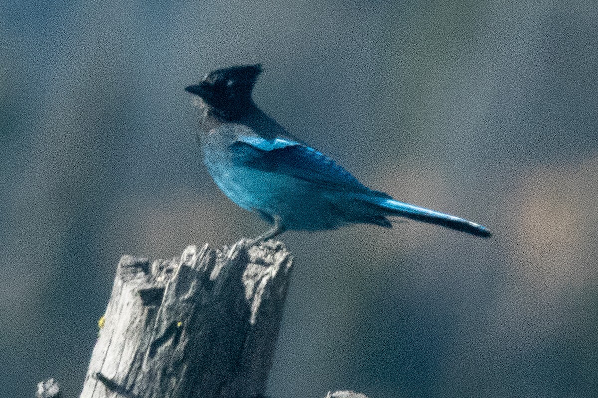 Steller's Jay - ML117581061