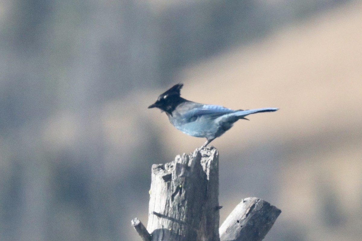 Steller's Jay - ML117581091