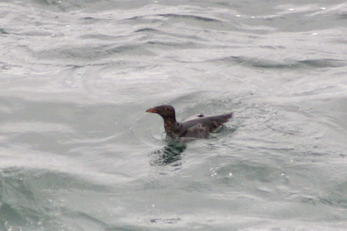 Rhinoceros Auklet - ML117581211