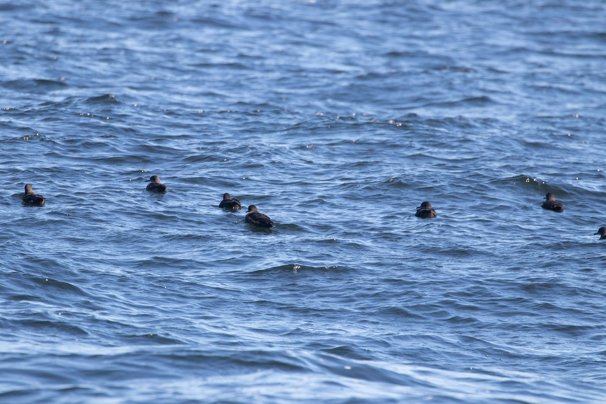 Sooty Shearwater - ML117581671