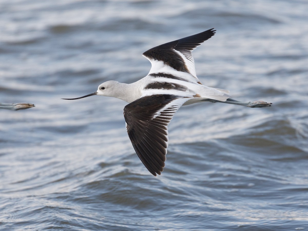 American Avocet - Darren Clark