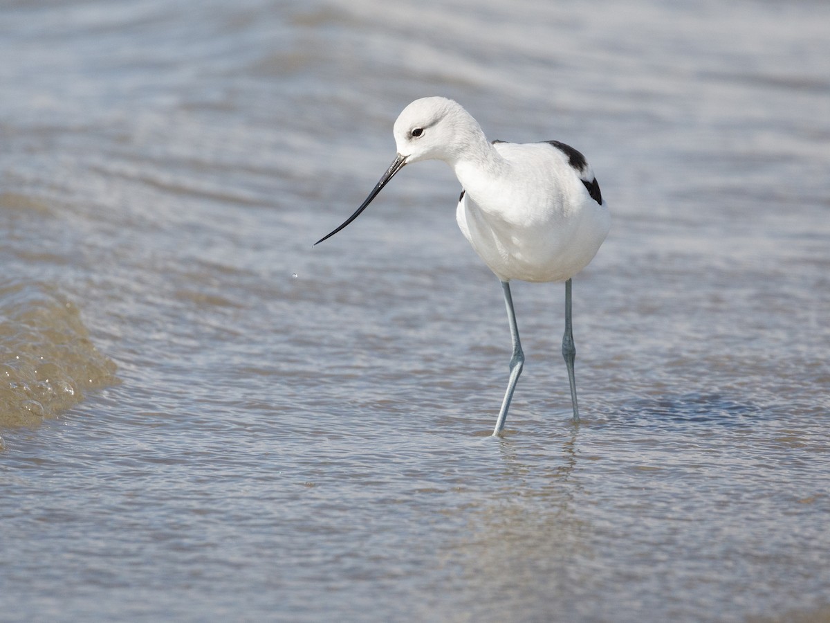 American Avocet - ML117584041