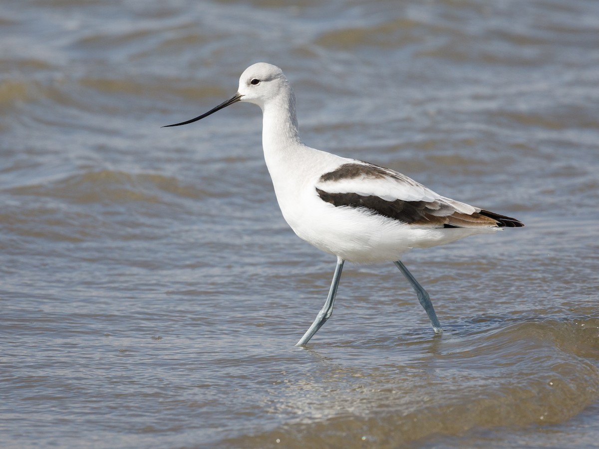 American Avocet - ML117584081