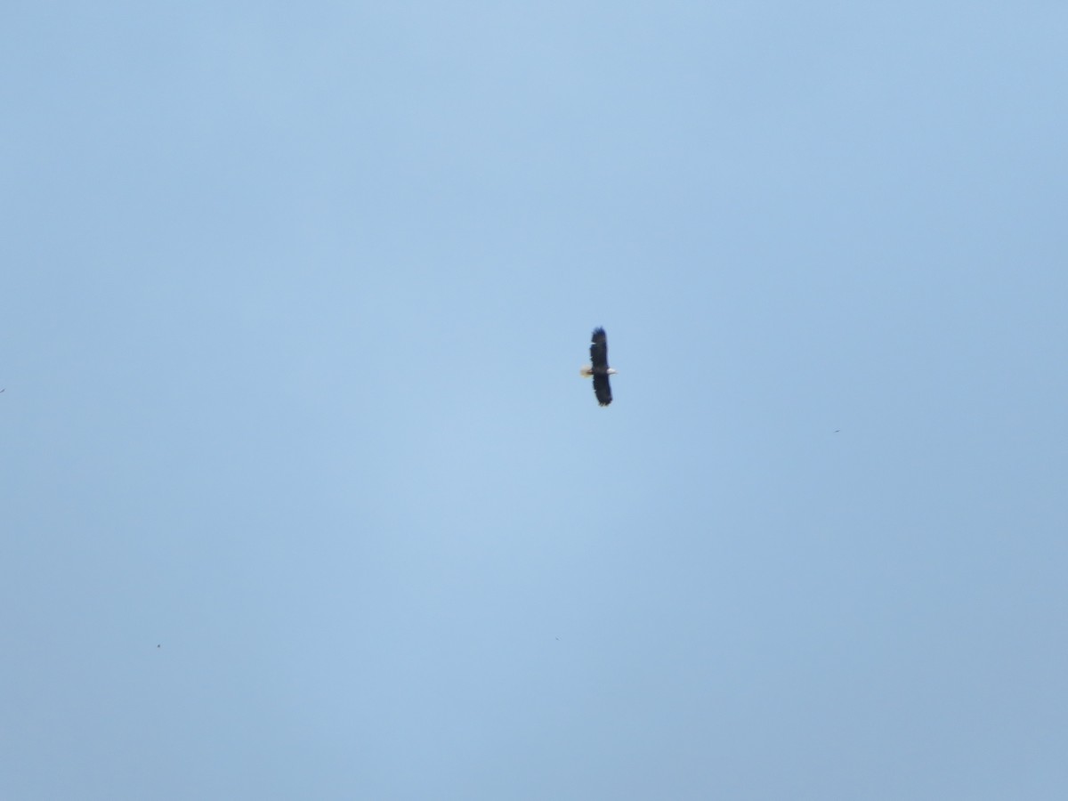 Bald Eagle - ML117584381