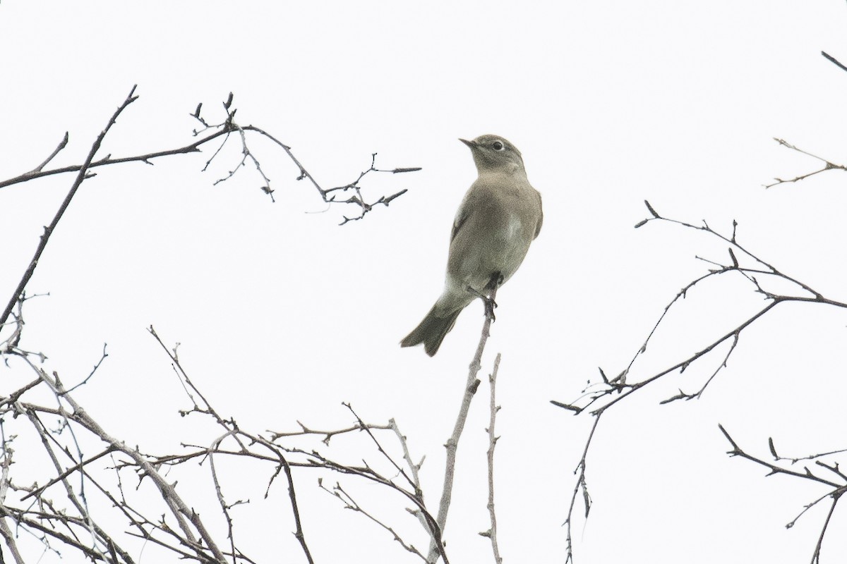 Mountain Bluebird - Liron Gertsman