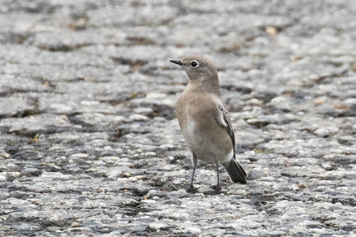 Mountain Bluebird - ML117584501