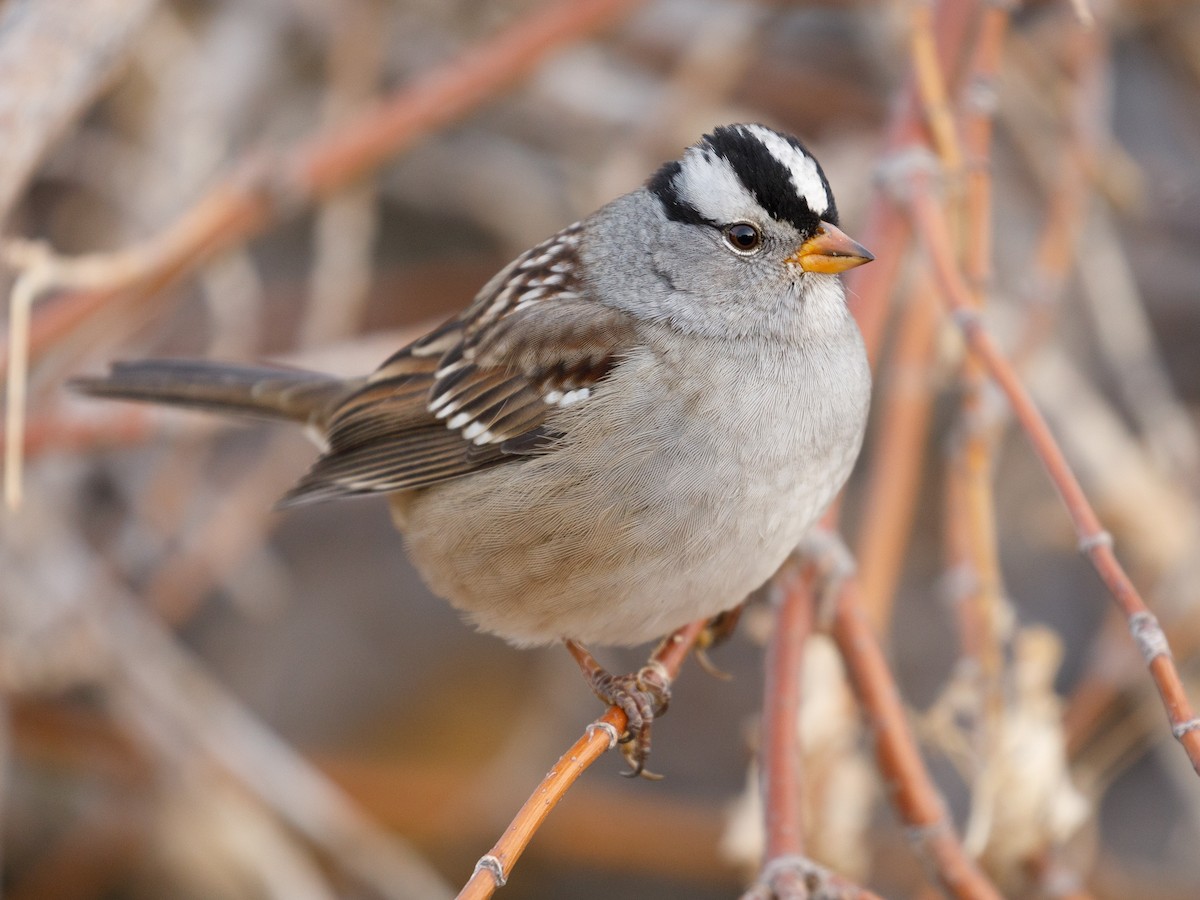 White-crowned Sparrow - Darren Clark