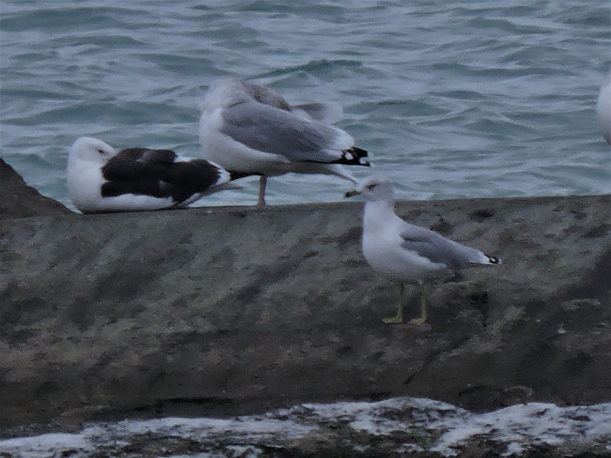Kelp x American Herring Gull (hybrid) - ML117585931