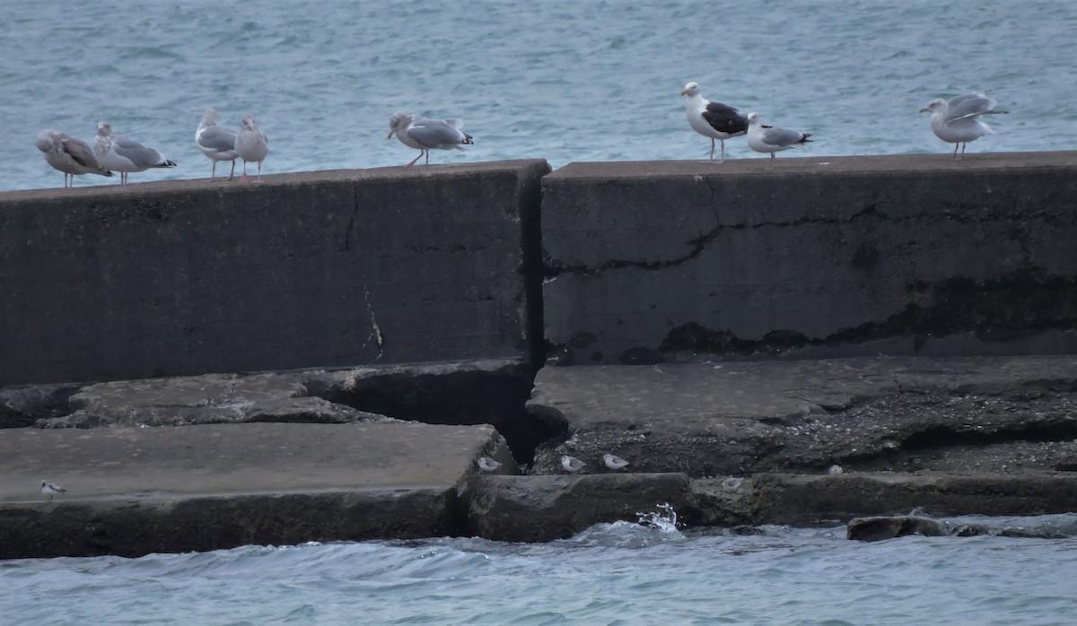 Kelp x American Herring Gull (hybrid) - ML117585961