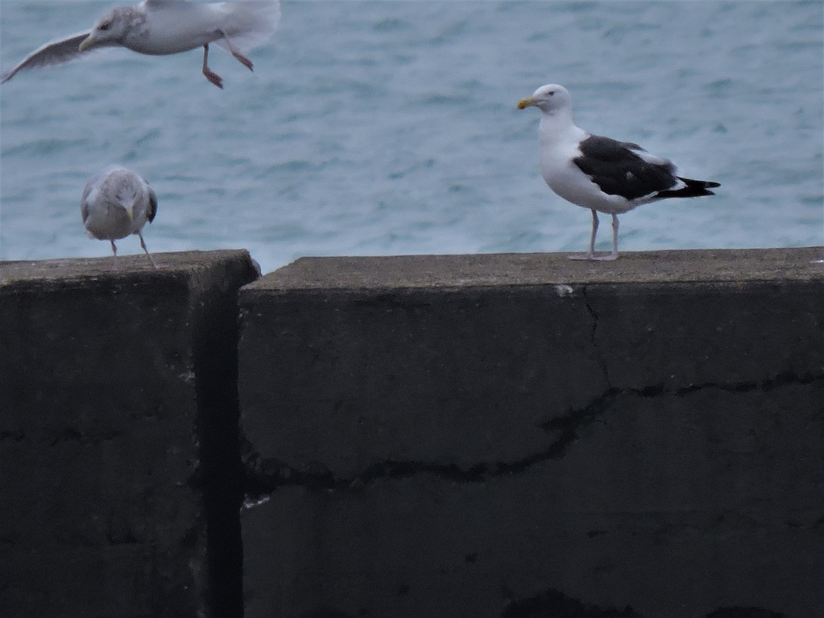 Kelp x American Herring Gull (hybrid) - ML117586001